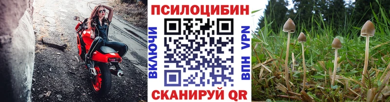 где найти   Великие Луки  Псилоцибиновые грибы мицелий 